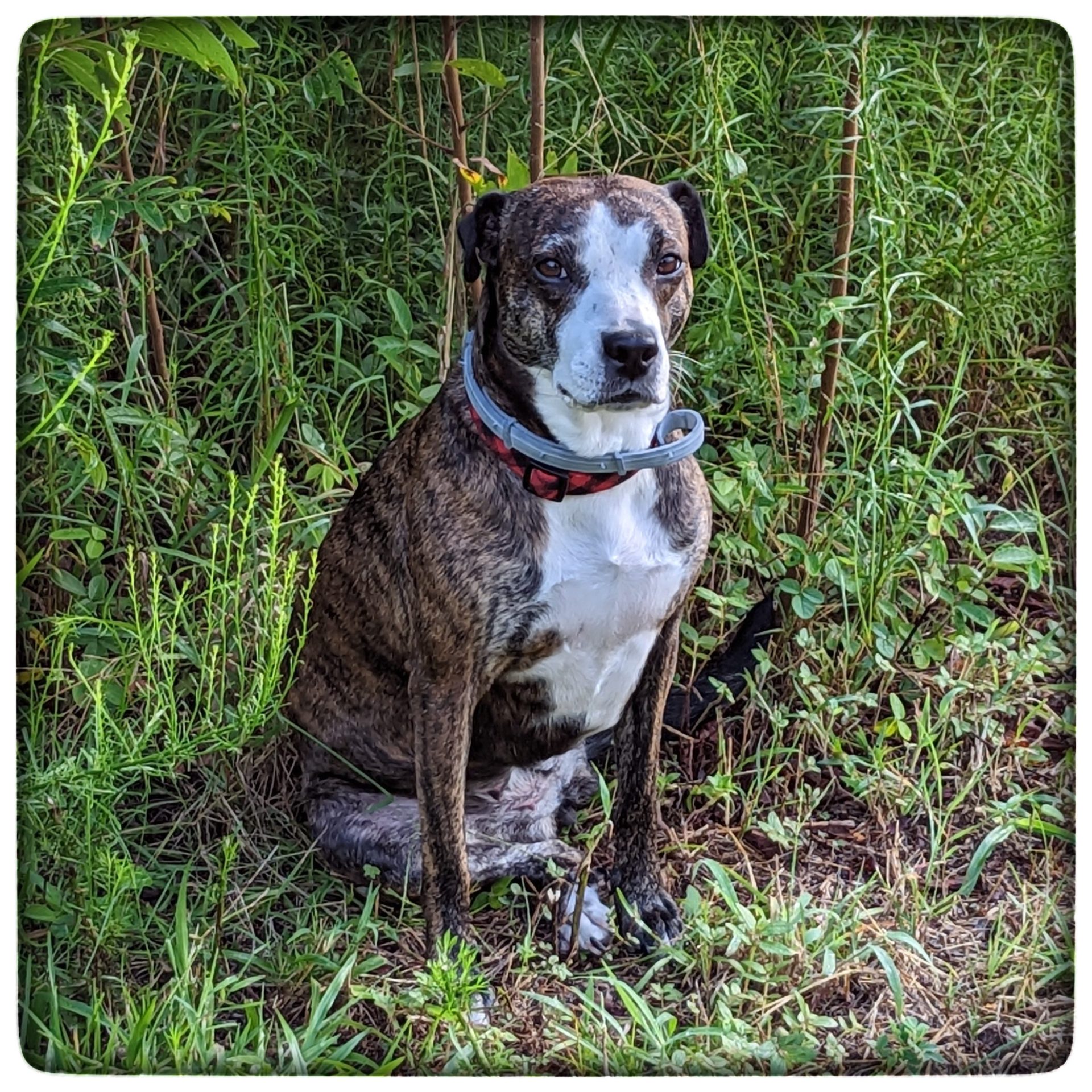 The one about Ripley Paprika