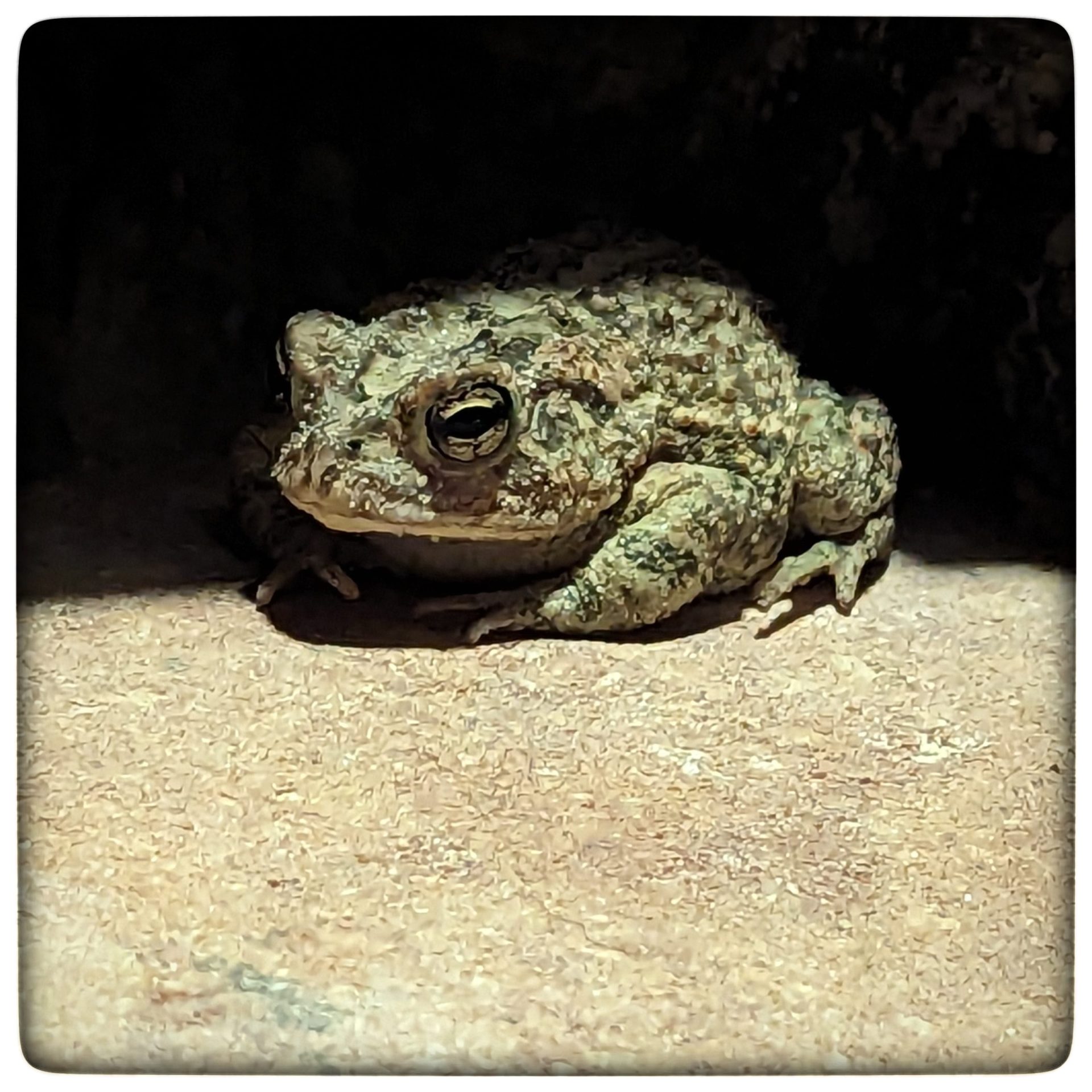 Hop on over here and learn about Gopher Frogs
