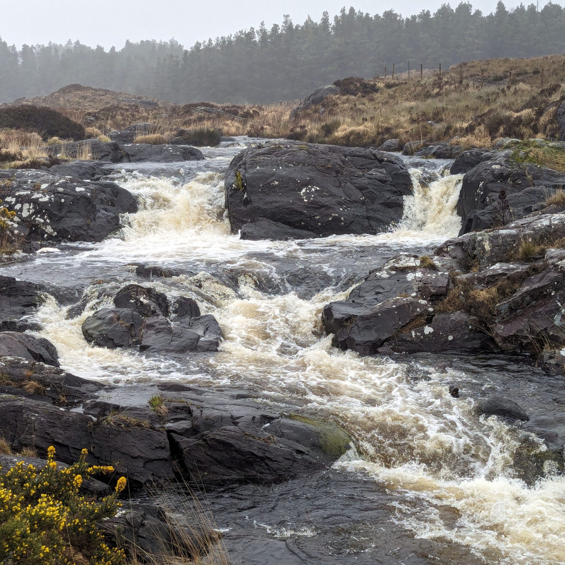 Connemara and Kylemore Abbey Full Day Tour (Connemara/bus/sheep/more sheep)