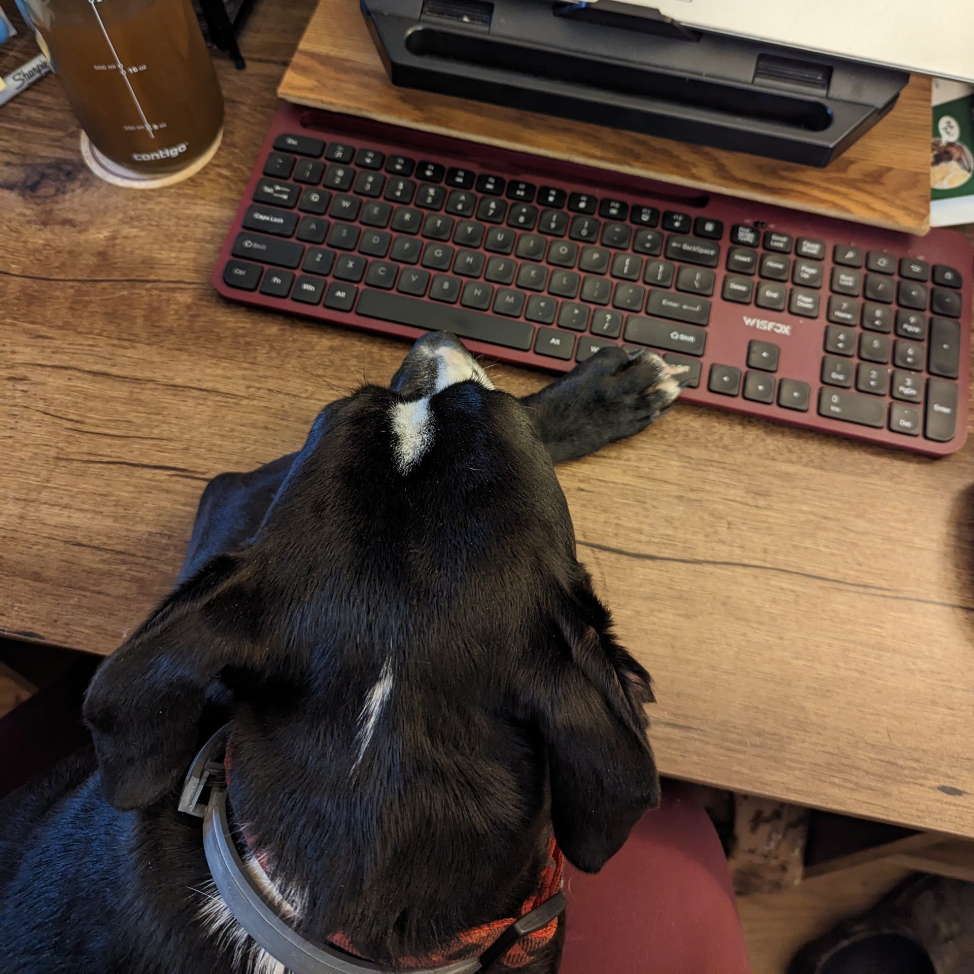 Taken from above looking down onto a desk, where a dog on the lap of the person is resting her head on the desk. One paw is stretched out as if she wants to type.